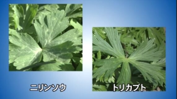 ニリンソウとトリカブト