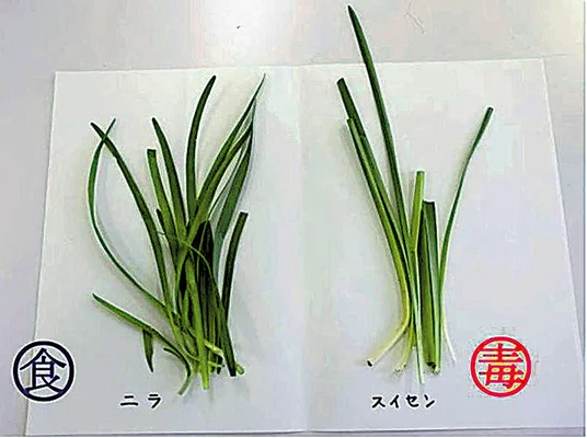 ニラとスイセン