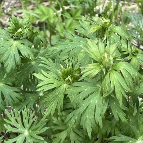 毒草のトリカブト