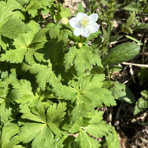 山菜のニリンソウ