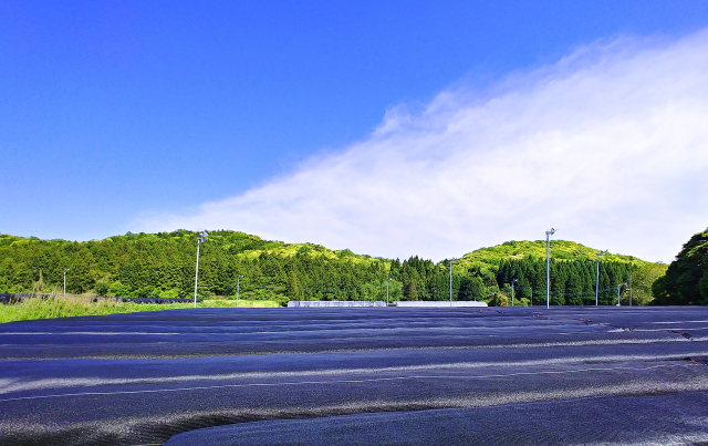 抹茶の覆下栽培の風景